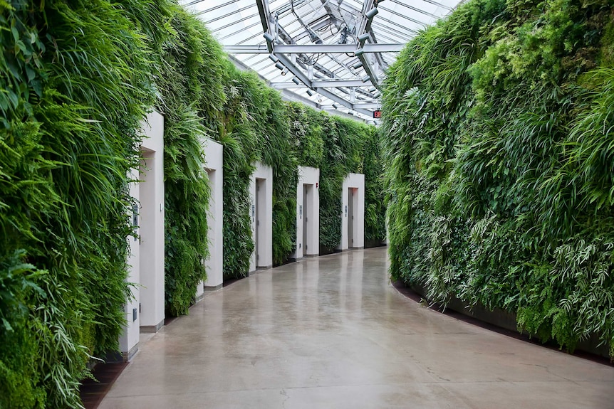 A long curved corridor with walls covered in ferns and greenery, with a series of white doors and glass ceiling.