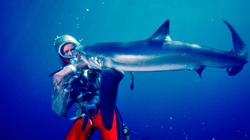 Valerie Taylor in scuba suit and chainmail sleeve is being bitten on her arm by a shark to test the resistance of the sleeve