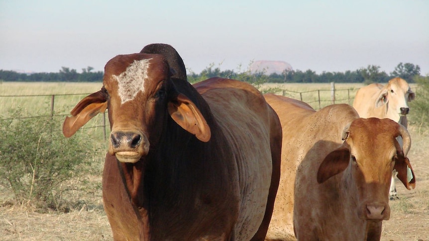 Bull and cow on a cattle station