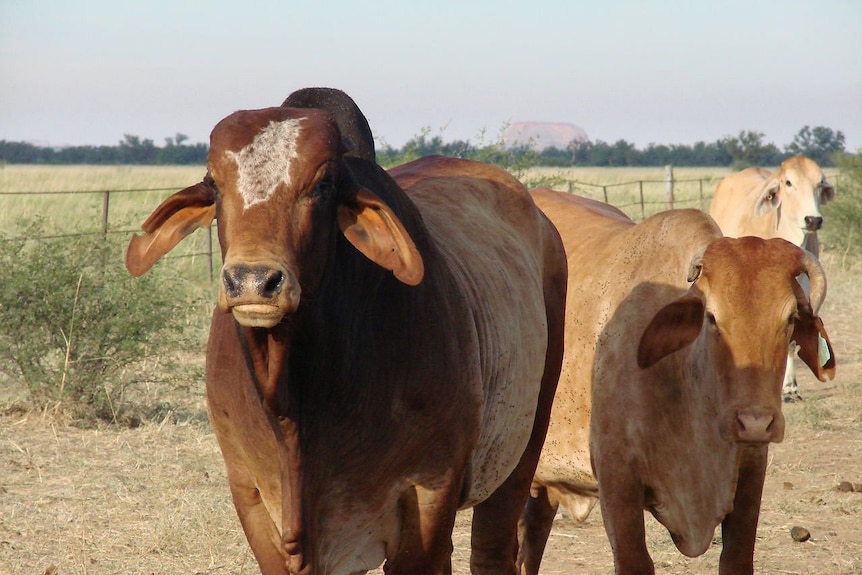 Bull and cow on Kimberley cattle station