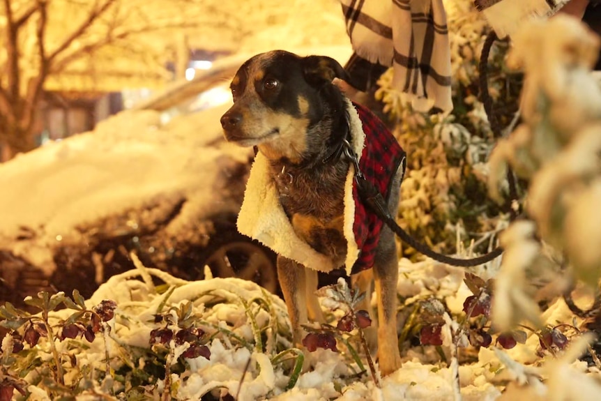 A dog in a jumper surrounded by snow 