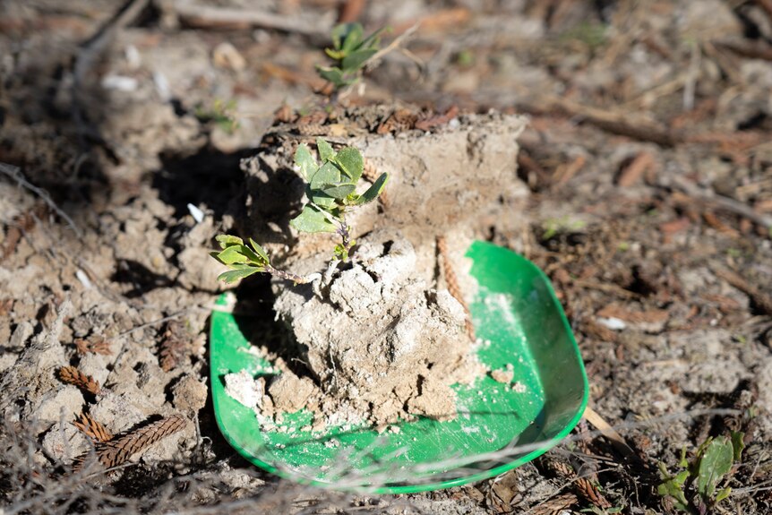 A small plant with its roots covered in sand sits on a plastic green plate.