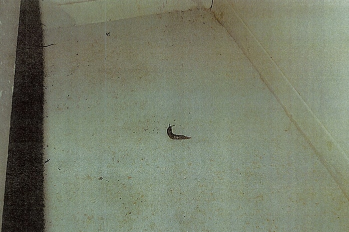 A grainy photo of a slug near the corner of a room