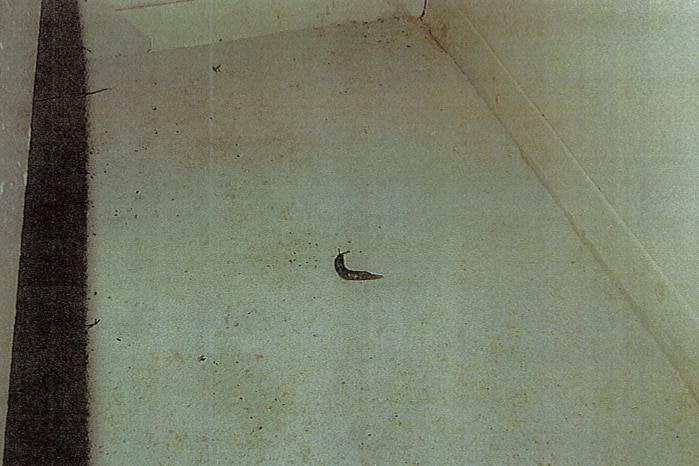 A grainy photo of a slug on the floor of a room.