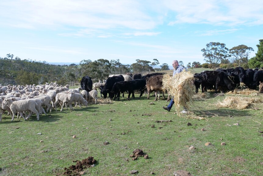 A farmer carries a load of hay across a paddock full of sheep and cows.