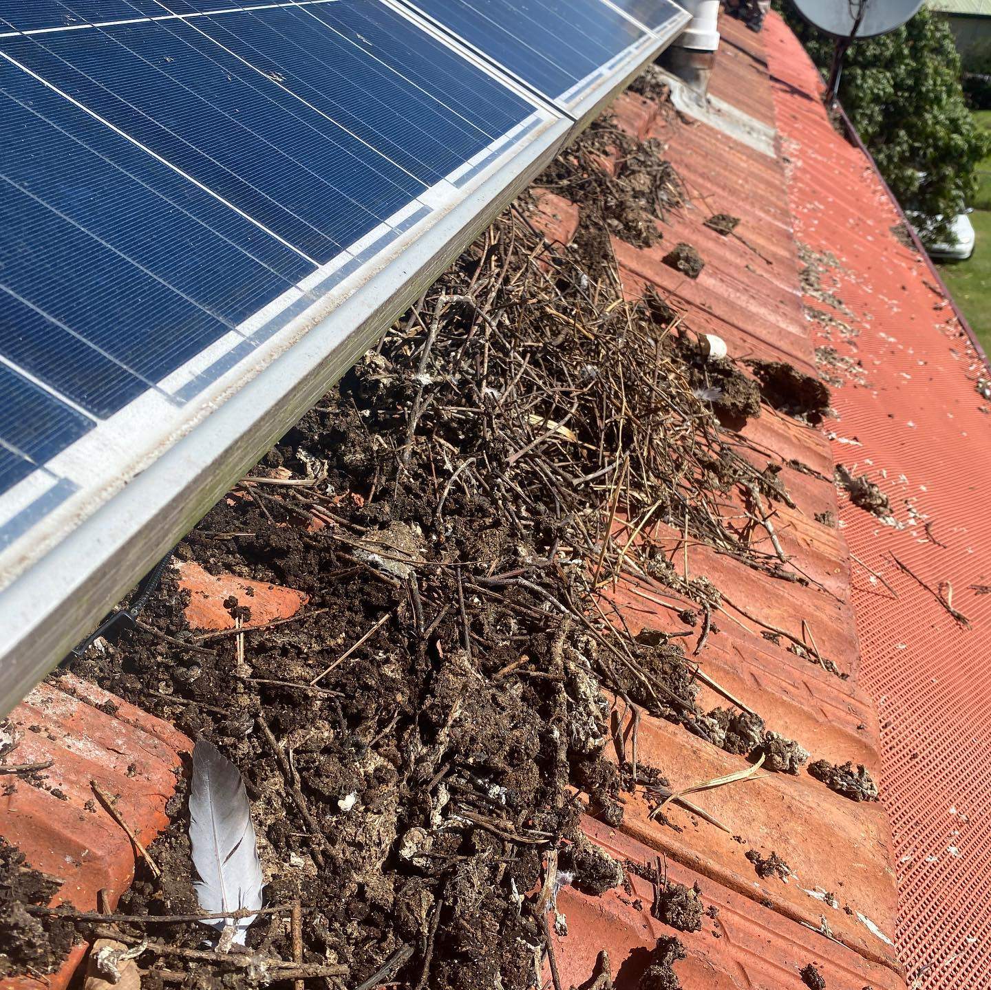Consequences Of Pigeon Nesting Under Solar Panels Elenas Custom Designs