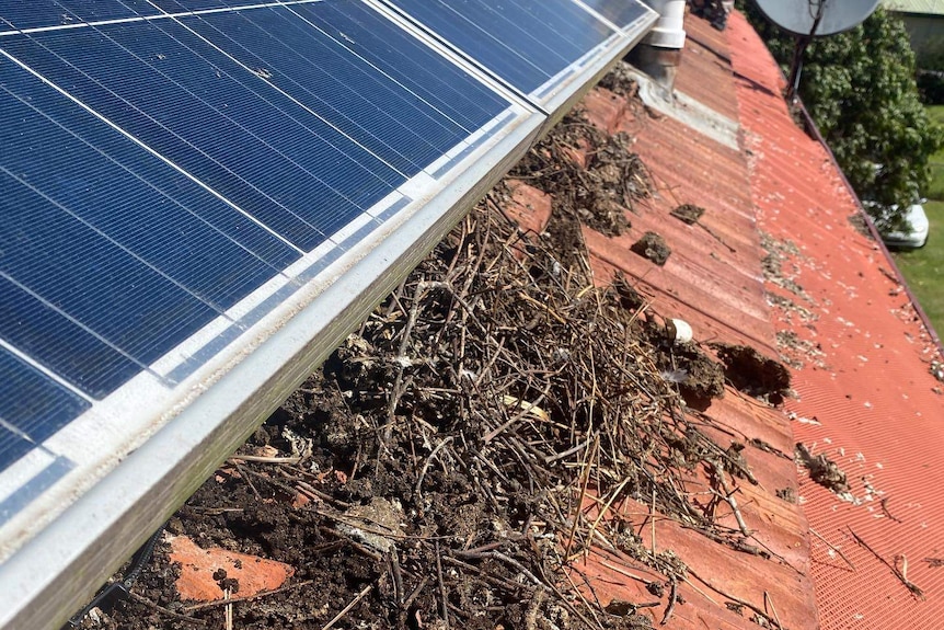 Twigs and bird droppings cover part of roof.