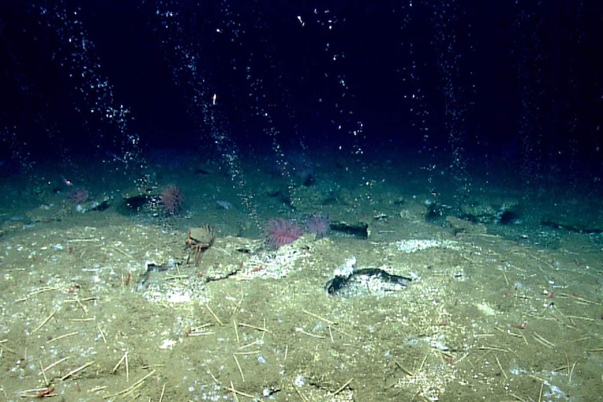 Bubbles coming out of the seafloor.