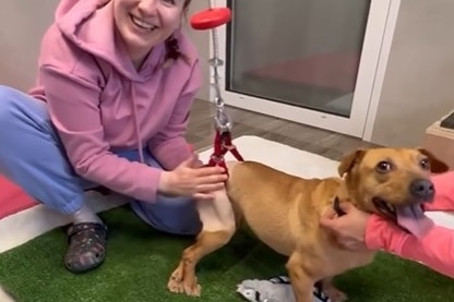 A dog in a harness with a woman smiling
