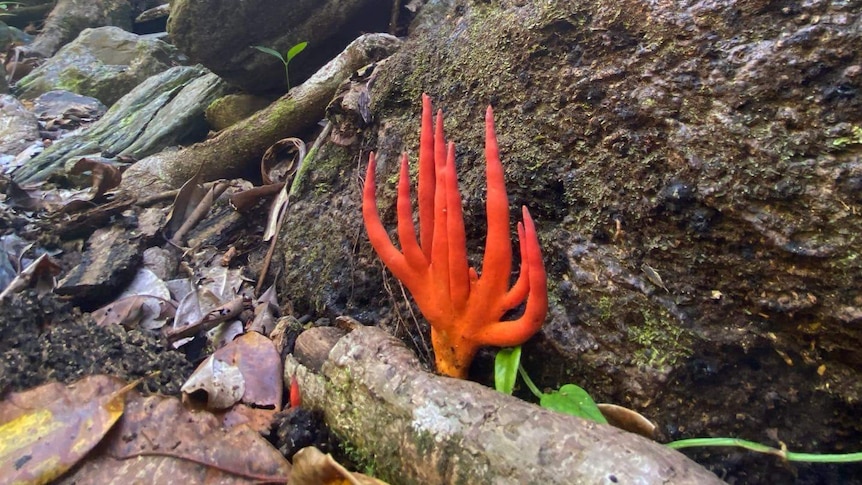 Orange coloured fungus with long fingers grows against a rock with trees in the background.