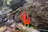 Orange coloured fungus with long fingers grows against a rock with trees in the background.