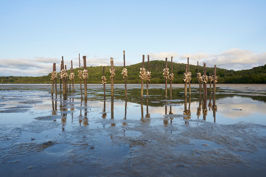 A collection of oyster poles are arranged in a semi-circle in shallow water
