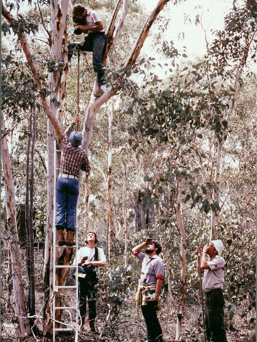 Filming and recording birdsong