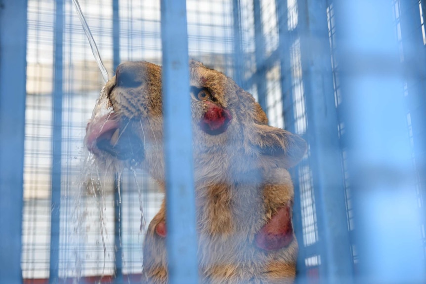 A lion sits in a cage in the back of a rescue truck in Aleppo, Syria.