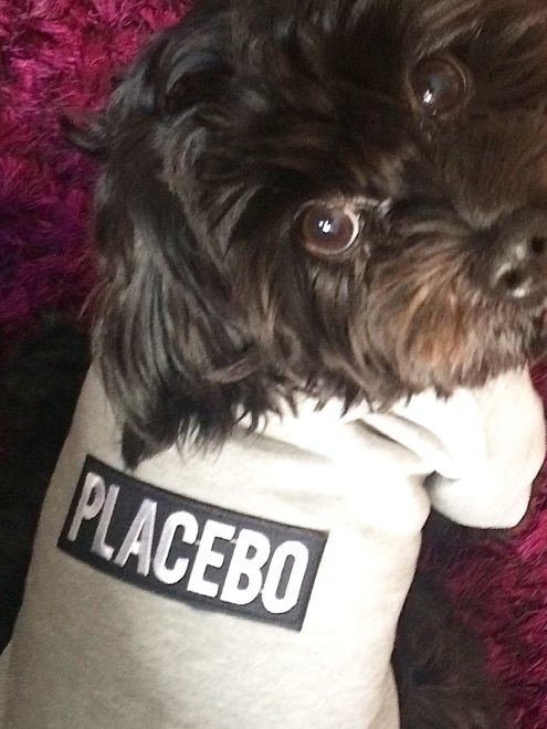 Molko the dog in a jumper that says 'Placebo'