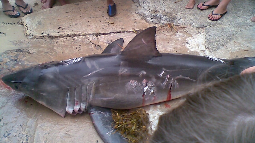 Great white shark killed at Sussex Inlet