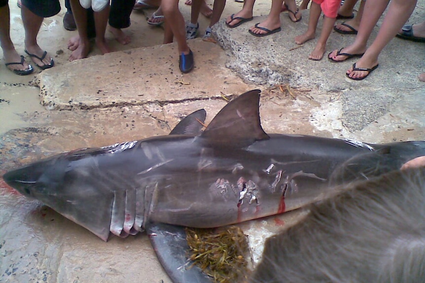 Great white shark killed at Sussex Inlet