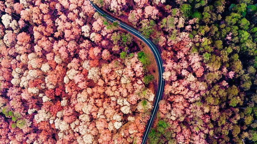 A drone photo from above shows a road among bushland that is mottled shades of pink and green.