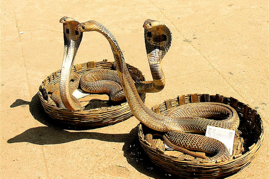 Cobra snakes india