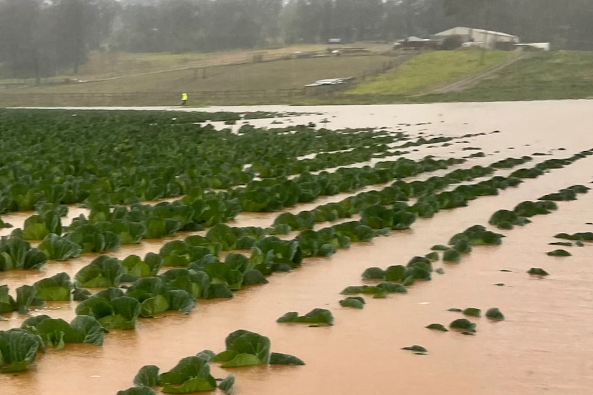 Tops of green leave submerged in brown flood waters