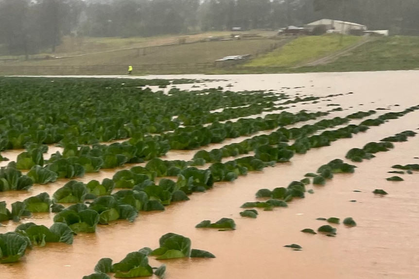 Tops of green leave submerged in brown flood waters.