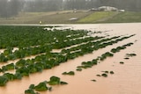 Tops of green leave submerged in brown flood waters.