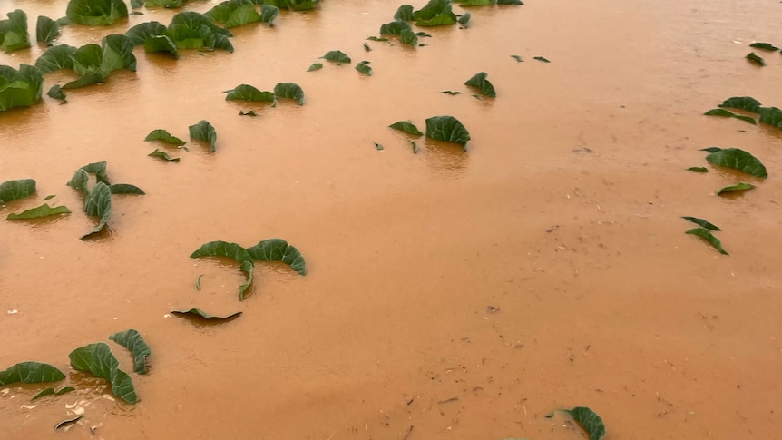 Tops of green leave submerged in brown flood waters.