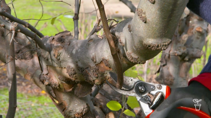 Secateurs cutting shoot off tree