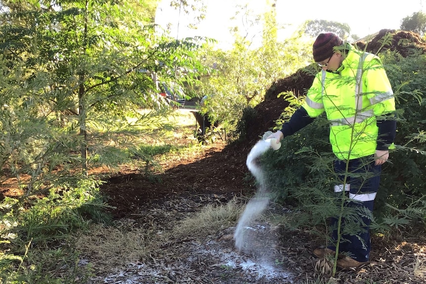 Liverpool city council ours sugar onto a plot of land at Wattle Grove Creek 