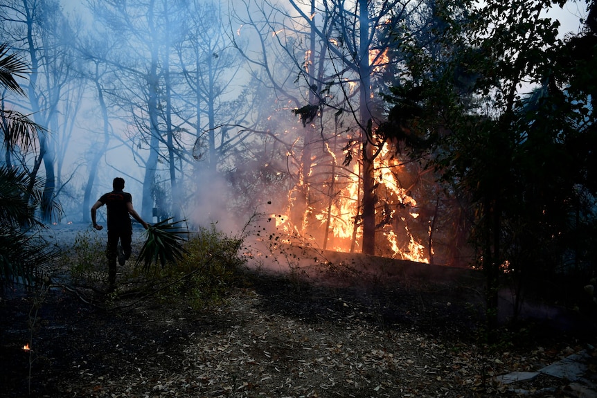 Un bărbat aleargă cu o ramură mare de copac către un foc mare care străbate copacii.