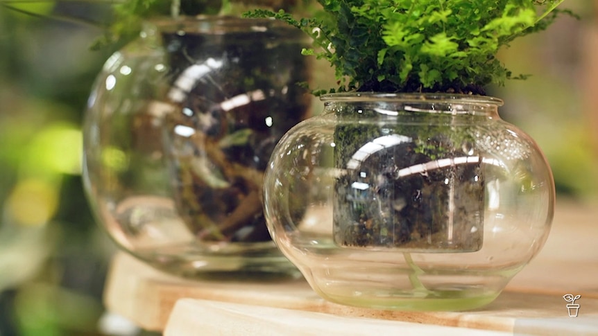 Indoor plants growing in glass self-watering pots.