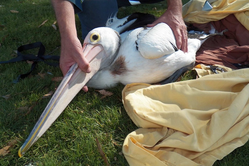 A pelican showing a large knife wound in its breast.