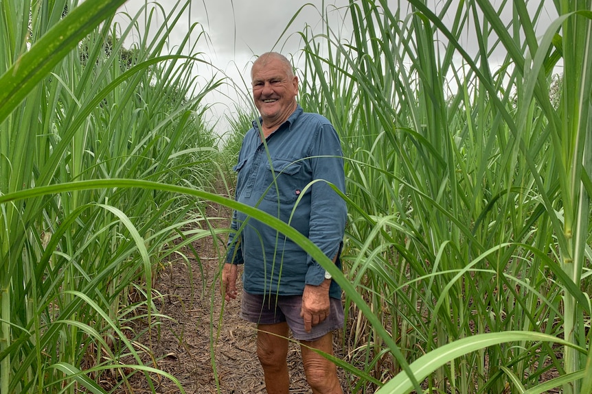 man in cane paddock