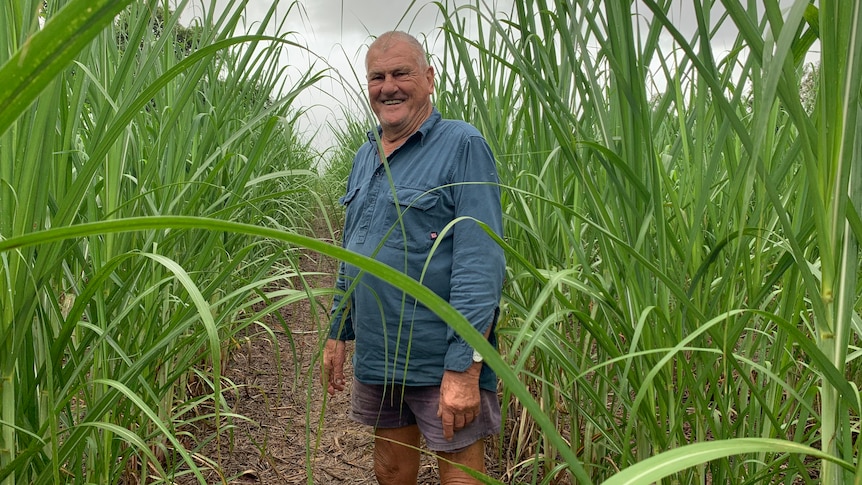 man in cane paddock