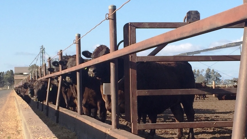 Wagyu cross cattle stand at a feedlot.