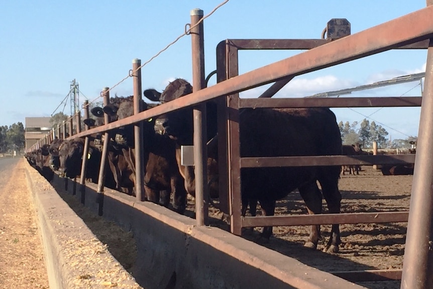 Primer cruce de ganado Wagyu parado en la litera alimentándose en Kerwee Feedlot