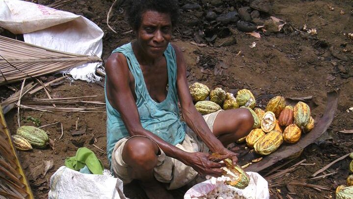 A female worker sits on the ground and takes the beans out of cocoa pods on Vanuatu's Karkar Island.