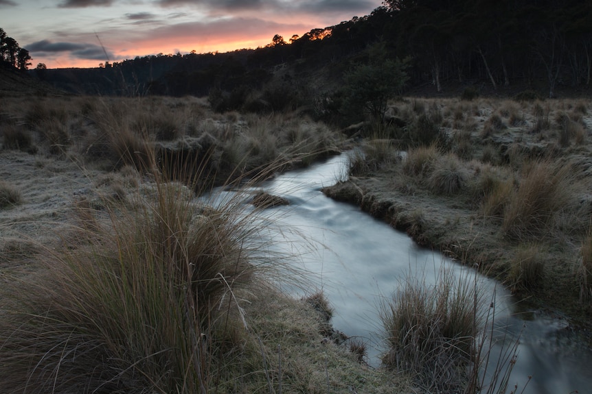 River rushing through grasses at edge of the forest