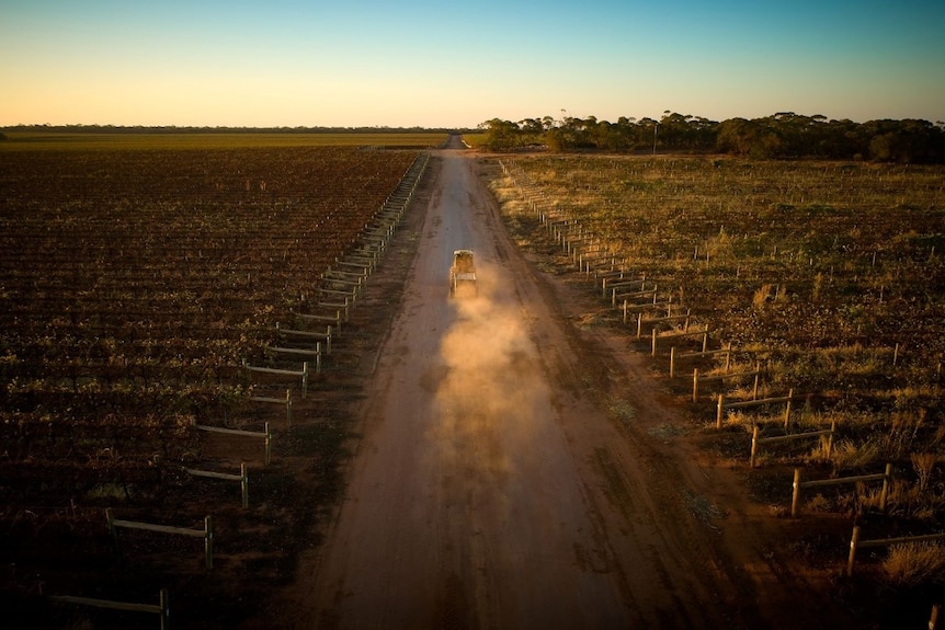 An aerial photo of a car driving down a dirt road running through a vineyard.