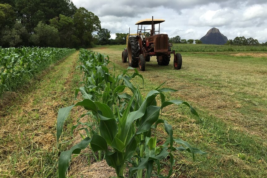 Corn in a field.