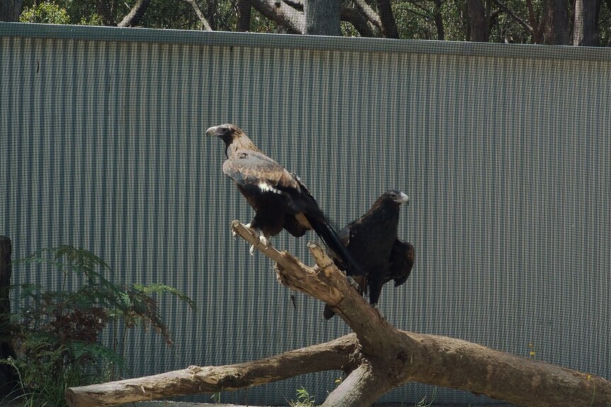 Wedge-tailed eagles perch on a log inside an aviary.