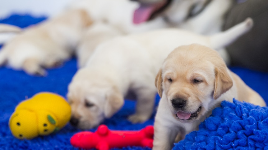 One of the puppies runs away from playtime.