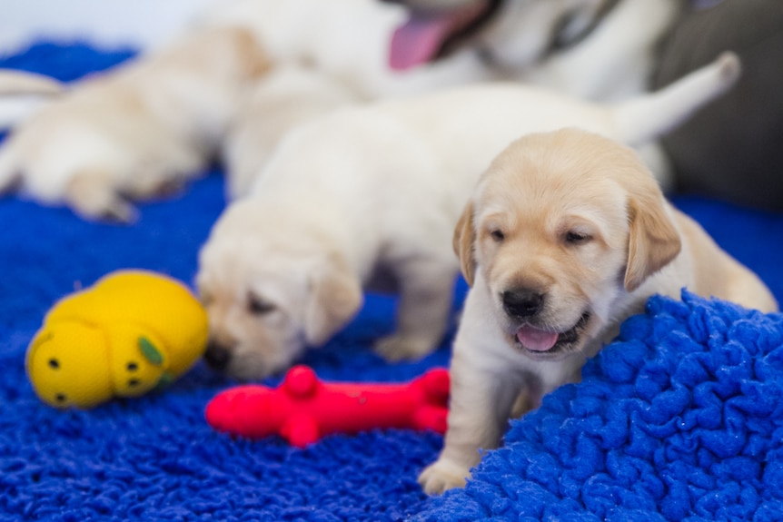 One of the puppies runs away from playtime.