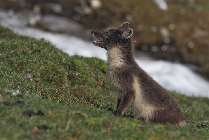 An Arctic fox sits on the grass.