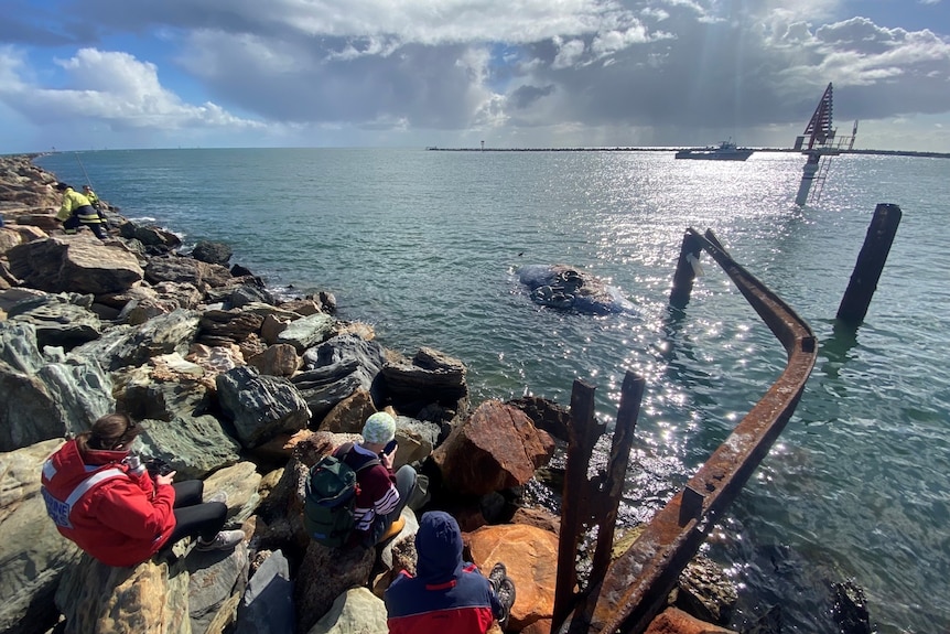 People sitting on rocks looking at a whale carcass in the water