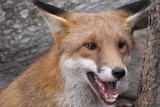 Urban fox in NSW