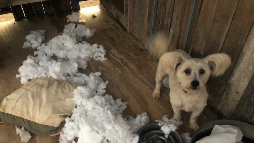 A small white dog with fluffy ears stands next to a chewed-up dog bed with stuffing from the bed all over the floor