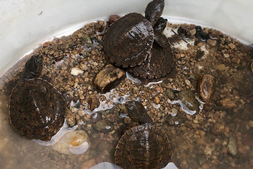Close up of the turtles in a bucket.