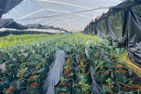 Rows of young green cannabis plants in bags growing inside a green house.
