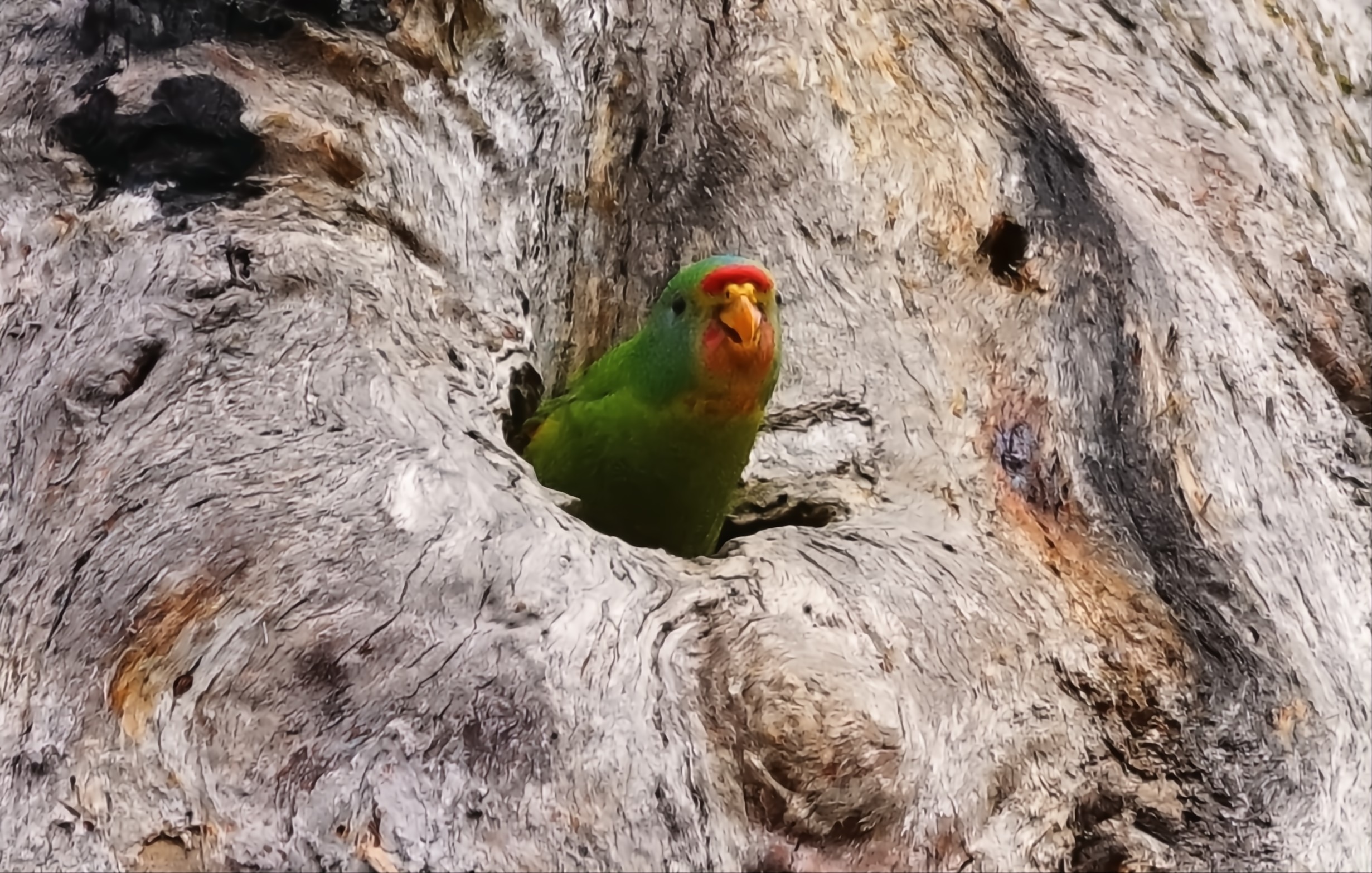 What happened when a rare bird found a place to nest near a logging coupe